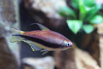 Obraz premium Nematobrycon palmeri, commonly known as the emperor tetra, is a species of characid fish found in the Atrato and San Juan river basins in western Colombia.