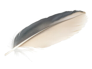 Single grey and beige feather isolated on white background