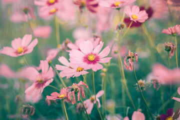 Fototapeta premium Cosmos flowers in full bloom