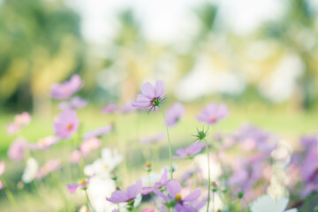 Fototapeta premium Cosmos flowers in full bloom