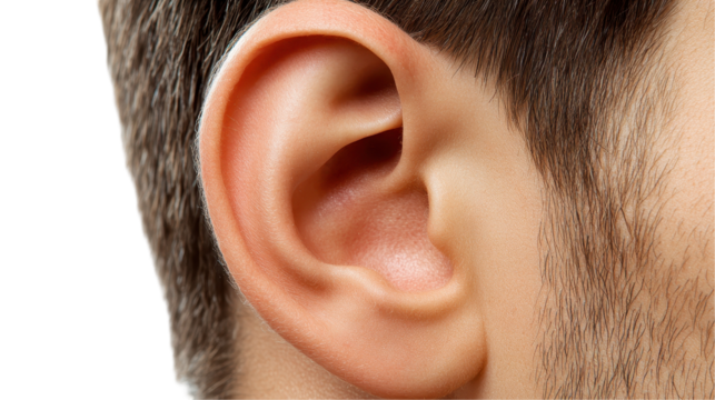 Close-up of a human ear structure. transparent background