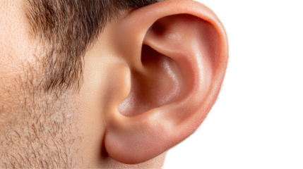 Close-up view of a human ear. transparent background