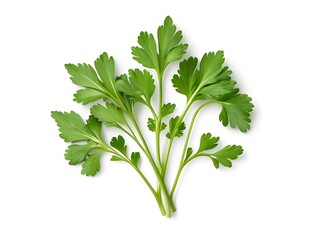 fresh parsley isolated on white