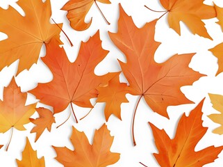 autumn leaves isolated on white