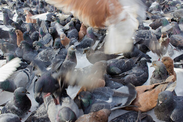 Pigeons and pigeons on the snow in winter. Blurred background