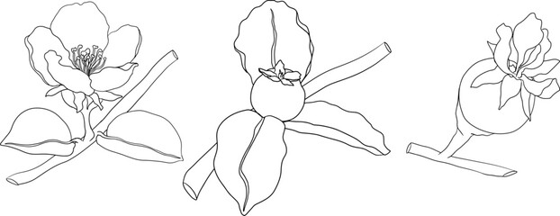 Vector, line Quince apple fruits whole and half cut, tropic farm garden ripe harvest, exotic fruits dessert	