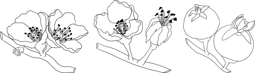 Vector, line Quince apple fruits whole and half cut, tropic farm garden ripe harvest, exotic fruits dessert	