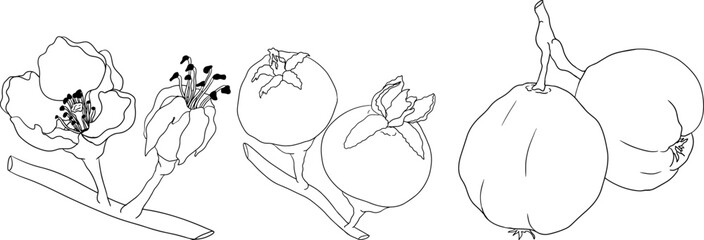 Vector, line Quince apple fruits whole and half cut, tropic farm garden ripe harvest, exotic fruits dessert	