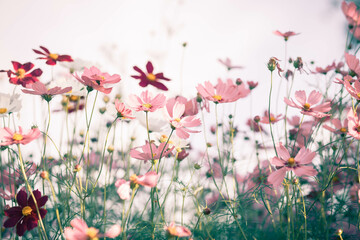 Cosmos flowers in full bloom