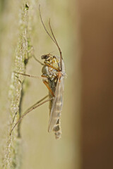 Close-Up of a Mosquito on a Surface