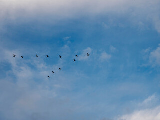 Fototapeta premium Flock of birds flying in V shape formation in a blue beautiful sky. Abstract travel and emigration concept. Looking for a better place to live with high economical value. Follow the expert theme.