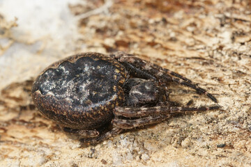 Closeup on the Walnut orbweaver spider, Nuctenea umbratica on wood