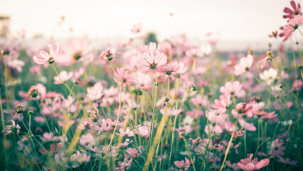 Obraz premium Cosmos flowers in full bloom