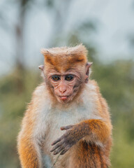 Toque macaque is a reddish brown colored old world monkey endemic to Sri Lanka. this is baby monkey on the road.