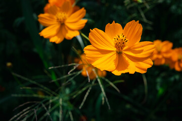 A close up of a single orange flower with a green stem. The flower is the main focus of the image and it is surrounded by green leaves. The image has a warm and inviting mood