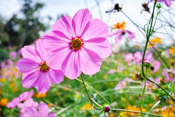 A field of flowers with a pink flower in the foreground. The flowers are in full bloom and the colors are vibrant