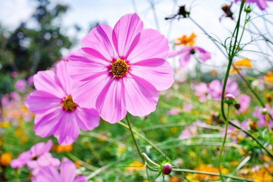 A field of flowers with a pink flower in the foreground. The flowers are in full bloom and the colors are vibrant