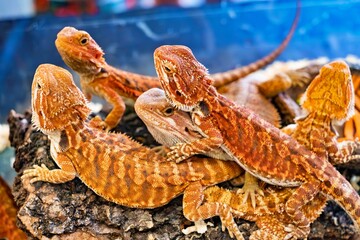 A group of lizards are sitting on a log. They are all brown and have long tails