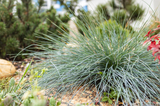 Festuca glauca or blue fescue, is a species of flowering plant in the Poaceae. It is usually a cultivated evergreen or semi-evergreen herbaceous perennial. close up