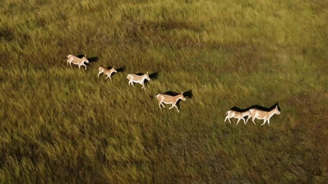 Aerial photography; view from above of a group of adult Onagers (Equus hemionus) with grown foals among the wind-whipped steppe grass.