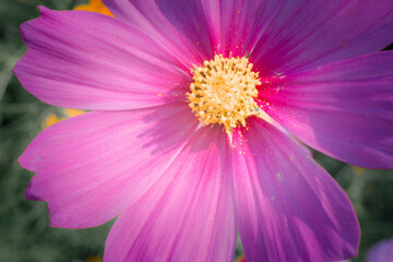 Obraz premium A close up of a purple flower with a yellow center. The flower is in full bloom and has a delicate appearance. Concept of beauty and tranquility, as the flower's vibrant colors