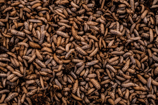 A close up of a pile of brown and tan insects. The insects are small and brown, and they are scattered throughout the pile. The image has a somewhat eerie and unsettling mood