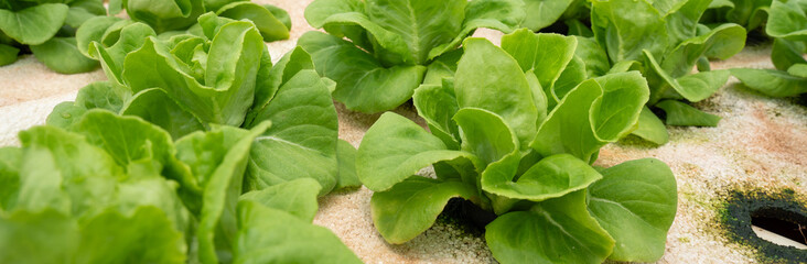 Vegetables in the smart greenhouse vertical plant of hydroponics farm for background ,Organic fresh harvested vegetables; Field of cultivation farming Salad plant farm for health.