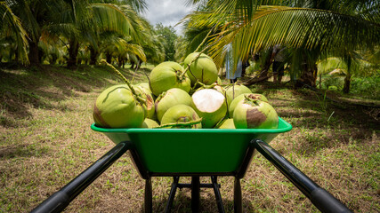 Coconut Tree in Fruit cart at Coconut Farm. Coconut juice fruit coconut tree for background. © Yellow Boat