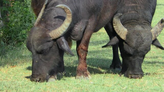 A pair of large Water Buffalo (Bubalus bubalis) s graze on green grass, attacked by blood-sucking insects, close-up.