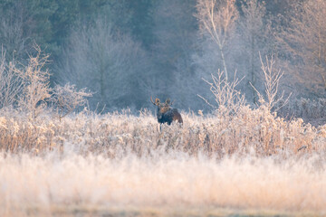 Moose in Frosty Field at Dusk