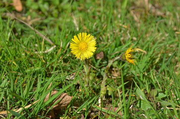  First spring blooming yellow flower Mother-and-stepmother (Tussilago) in young grass and old fall leaves background. Environment ,awakening of nature,gardening concept . 