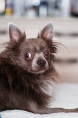 Lilac longhair chiwawa portrait, Close-up