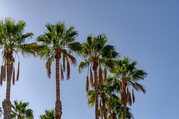 A row of palm trees with some of them having brown leaves