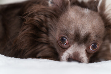 Lilac longhair chiwawa portrait, Close-up