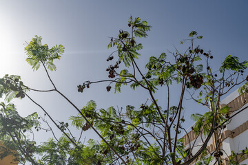 A tree with leaves and branches is in the middle of a blue sky