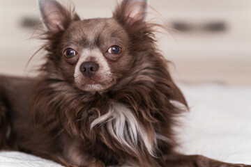 Lilac longhair chiwawa portrait, Close-up