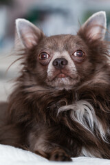 Lilac longhair chiwawa portrait, Close-up