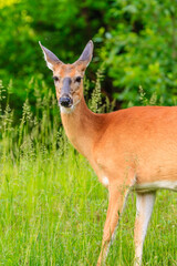 A deer is standing in a field of grass