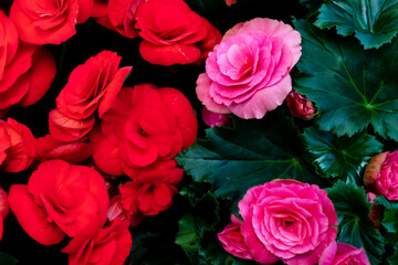 Begonia Grandis or hardy begonia, love longing, bitter love, close-up on wax flowers and leaves of begonia Begonia Semperflorens, flower concept.