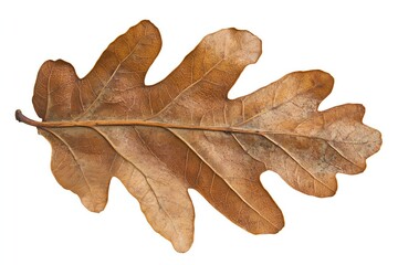 Fototapeta premium Dried Oak Leaf: Autumn's Brown Hues Showcase Nature's Detailed Venation, Botanical Texture Close-up.