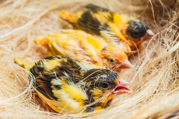 several canary chicks in the nest