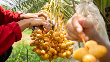 Ready to ripe dates hanging from the tree at a date Plantation . plantation of ripening date palms