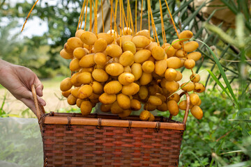 Ready to ripe dates hanging from the tree at a date Plantation . plantation of ripening date palms