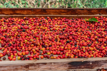 Coffee beans drying on sieves in greenhouse at the coffee plantation.