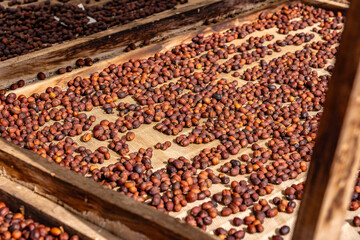 Coffee beans drying on sieves in greenhouse at the coffee plantation.