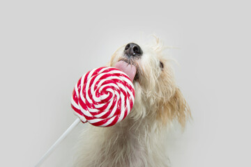 Festive fox puppy dog licking a striped red and white lollipop celebrating birthday, christmas or...