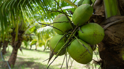 Coconut Tree at Coconut Farm. Coconut juice fruit coconut tree for background.