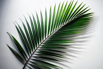 Obraz premium Silhouette Black Coconut Leaf on White Background - Tropical Plant Stock Photo
