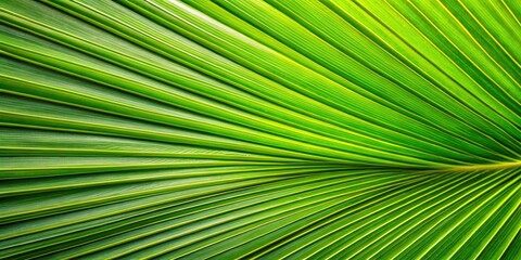 Palm leaf texture, natural tropical green leaf close up, leaf details, greenery