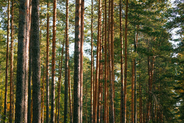Beautiful landscape of golden autumn forest. Autumn forest path. Orange tree, red-brown leaves in autumn city park. Autumn forest on a cloudy day.
